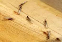 记住这些植物，白蚁不再来