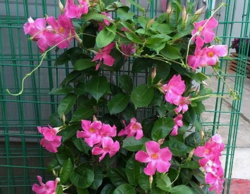 云南天气种花指南：初学者必kan