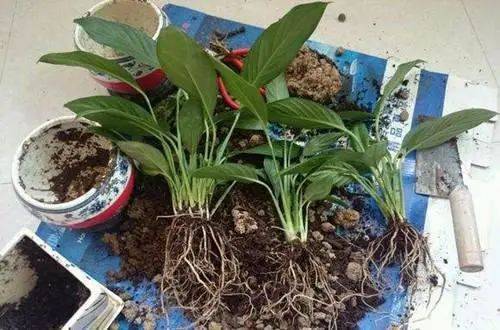 一：盆栽钱串子的养护与换盆