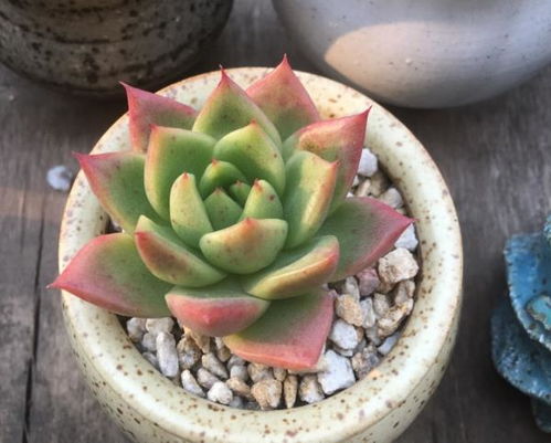 多肉植物移盆后立即浇水对根系恢复有影响吗