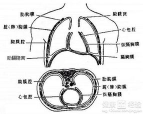 胸膜炎是由什么原因引起的？如何判断自己是否患有胸膜炎？