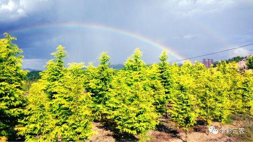 打造彩叶园林，美得不像话！