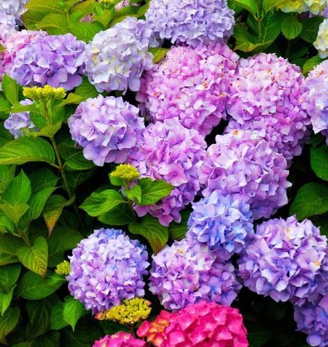 绣球秋季养护秘籍，让明年春天花开爆盆！