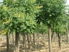 借力樟树， 发大财