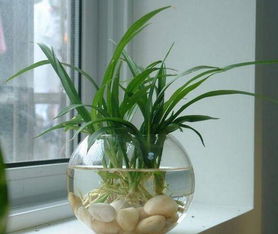 第四步：耐心等待， 小吊兰的奇迹在这里