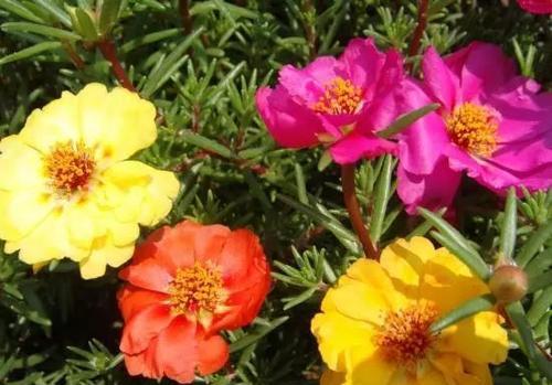 太阳花的耐旱真相