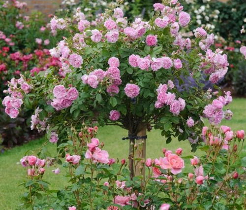 树状月季的规格与用途
