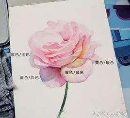 水彩月季的香味之谜