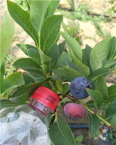 蓝莓种植难度大不大？养蓝莓容易吗