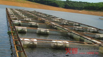 网箱养什么鱼经济效益高且环境危害小？