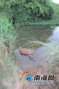 兔子吃了喷农药的草会有啥情况？