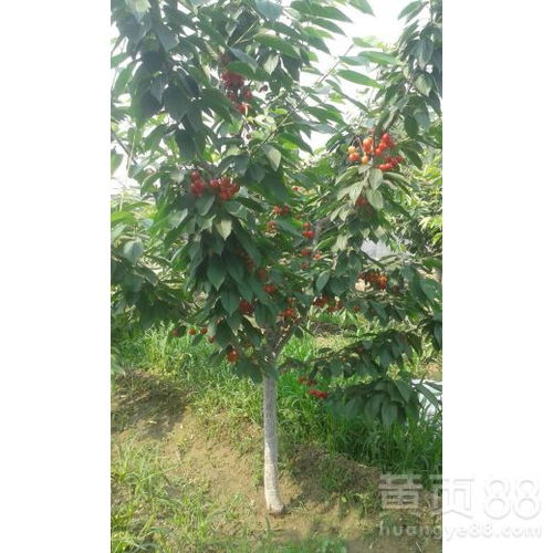 玫瑰苗木价格多少？不同品种价格差异大