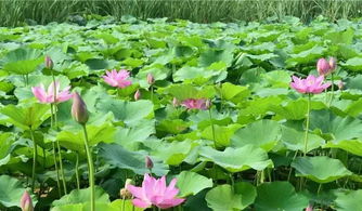 气候条件， 得堪天意