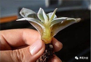 冻伤的花如何挽救？还能恢复生机吗