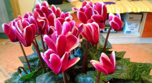 了解仙客来的习性