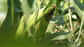 走进自然 享受自然的馈赠