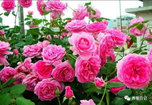 月季：墙头花海，芳香四溢