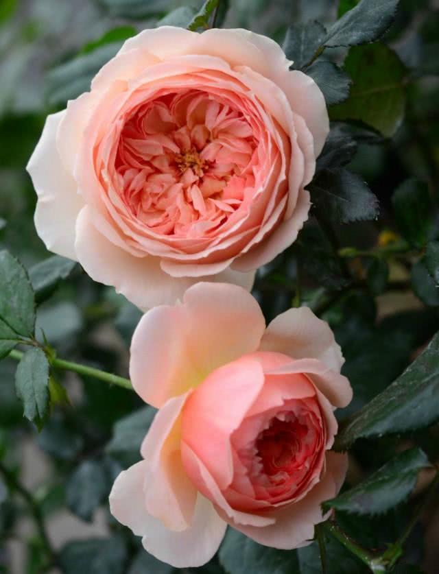 与其他月季品种的对比