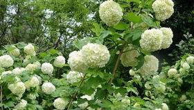 绣球与木绣球换盆时机揭秘