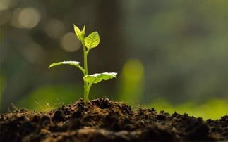 金盏吸金磁是植物大战僵尸杂交版中一个非chang实用的植物角色