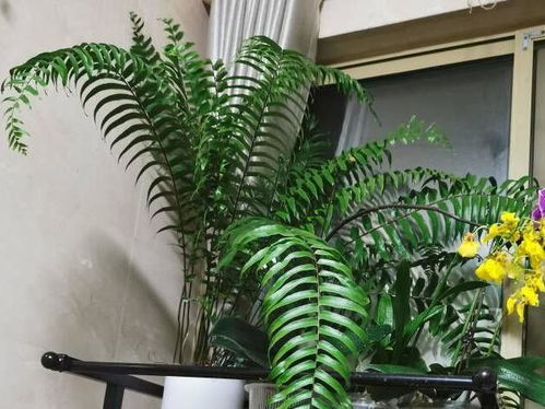 蕨类植物如何有效提升空气湿度？室内摆放有何讲究