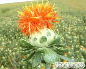 新疆种花，简单还是复杂？