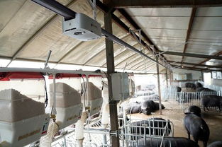 采用高科技设备，实现猪场智能降温