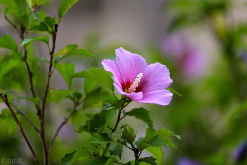农村小溪边的花海， 美丽又实用