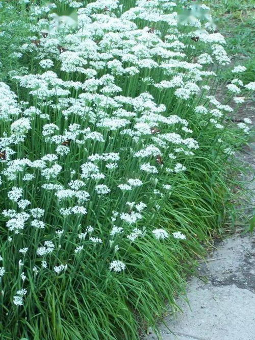 韭菜兰叶子太长怎么办？