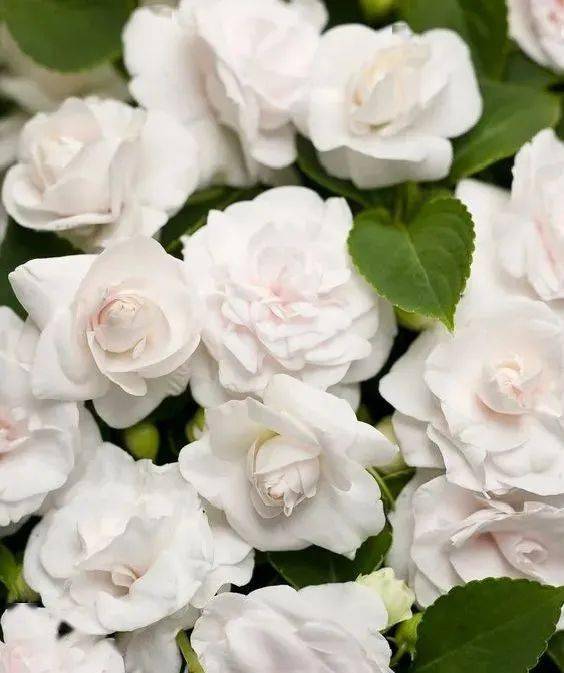 白色花海的种植秘密