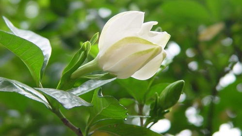 栀子花移盆分根，如何操作才能避免损伤