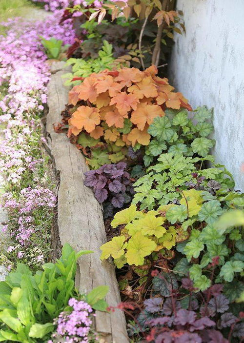南方庭院的阴湿角落：那些耐涝的草本花卉