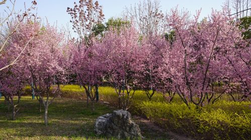 红叶李的文化价值