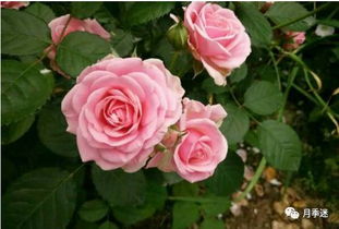 月季花儿的变化之谜