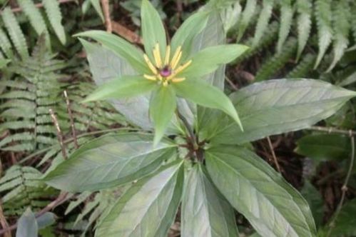 施肥的智慧：有机肥是Zui好的选择