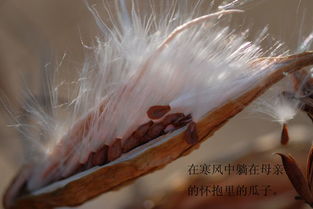 揭秘蒲公英的种子特性，探索其是否属于种子植物？