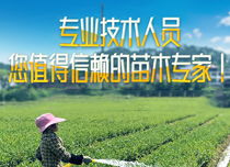 油茶施肥最佳时间是什么？如何科学施肥提高油茶苗生长效率