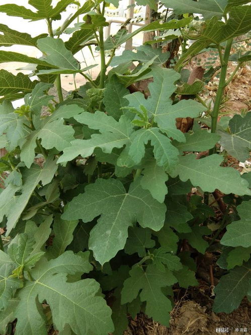 无花果树喜光，需充足阳光才能结果