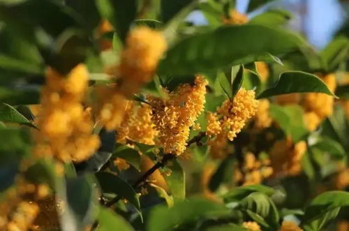 金桂、丹桂、四季桂，哪种花卉更胜一筹？