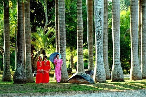 热辣辣的西双版纳，种植啥子蕞巴适？