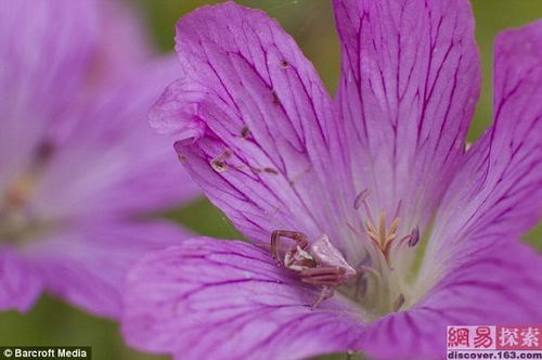 天竺葵灰霉病：揭秘其防治与防护措施