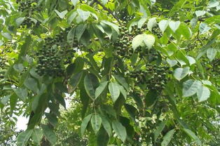 光照不足， 叶子也愁眉苦脸