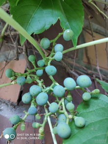 爬山虎的生命力