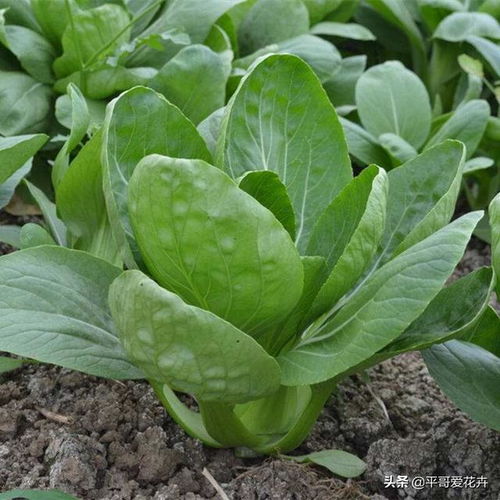 生菜：清新爽口， 凉拌佳品