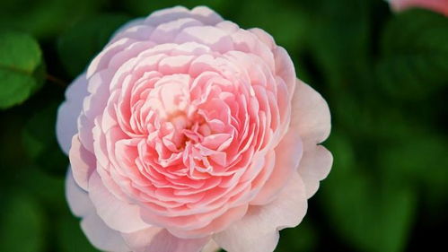 月季花开，风情万种