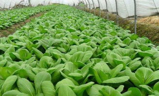 包菜播种季：春季爆款，生长周期速览