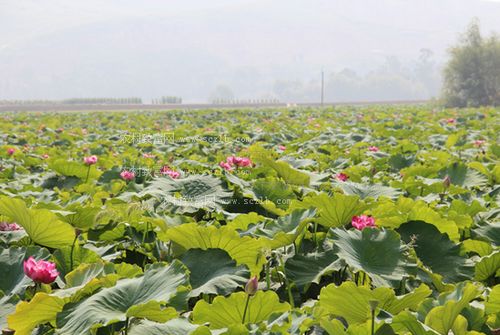 藕种植方法要注意什么？土壤选择和施肥技巧