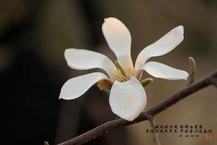 玉兰花养护的小窍门：开花的秘诀在此