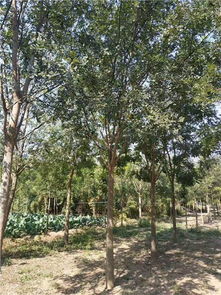 8公分白蜡树价格揭秘，与2公分白蜡树价格大比拼！