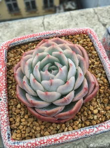 多肉约瑟琳长平养护：适量浇水